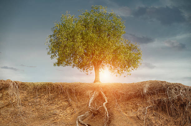 istock tree in the late summer with field 499391632