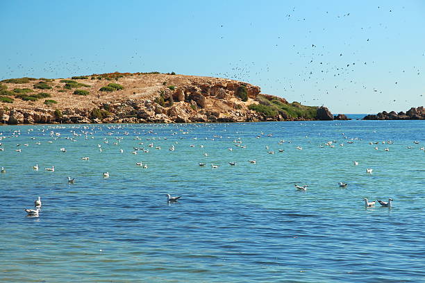 Flock of seagulls