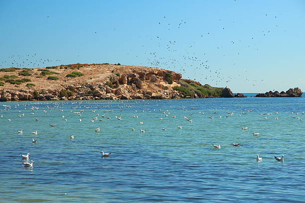 istock Flock of seagulls 499391774