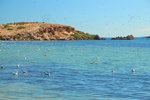 istock Flock of seagulls 499391926