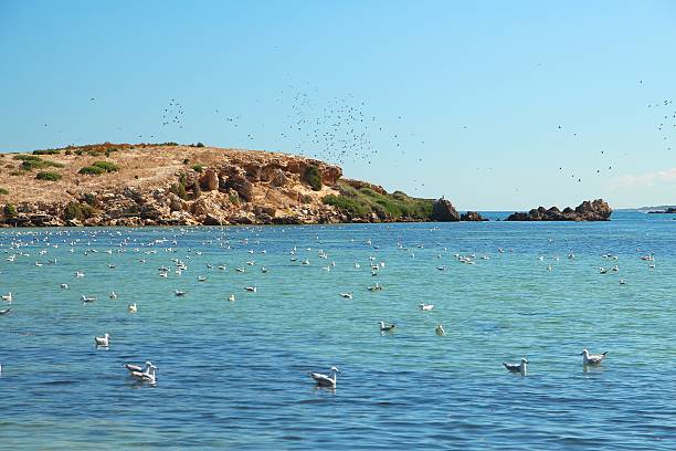 istock Flock of seagulls 499392058