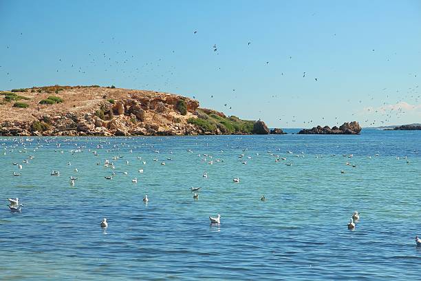 istock Flock of seagulls 499392220