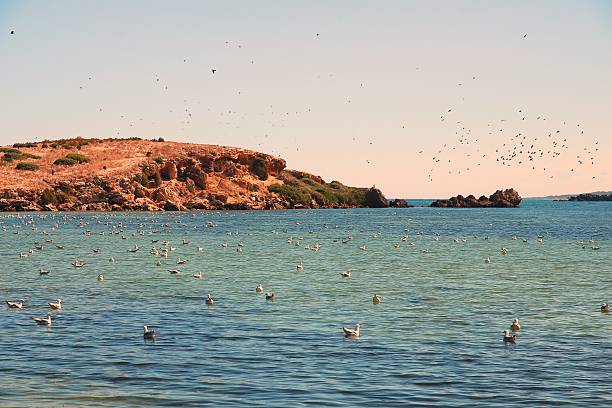 istock Flock of seagulls 499392382