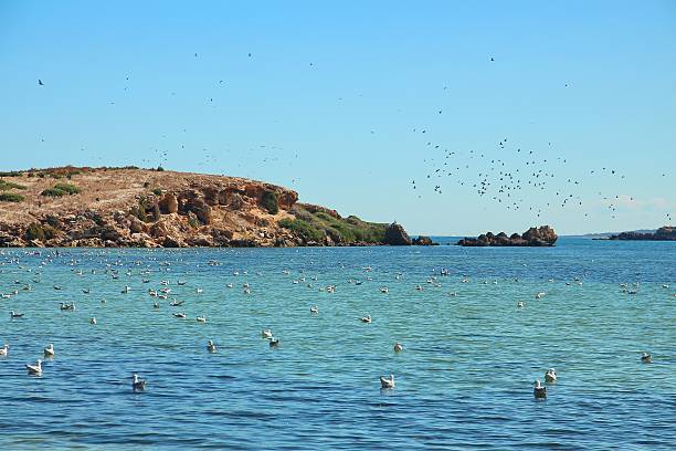 istock Flock of seagulls 499392538
