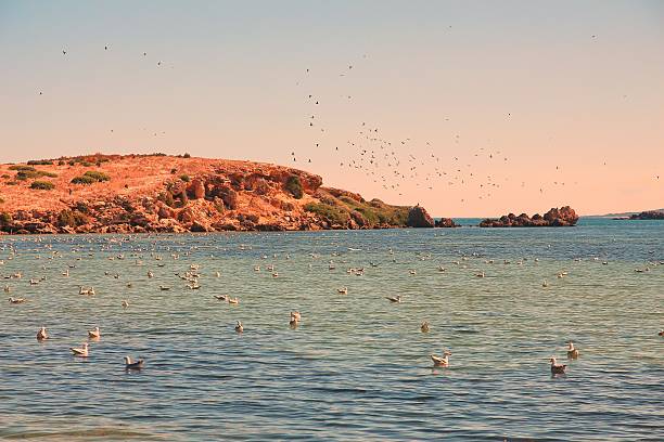 istock Flock of seagulls 499392720