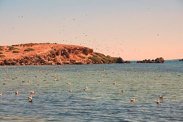 istock Flock of seagulls 499392930
