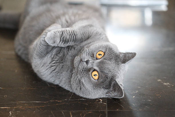 istock Cat breeds British Shorthair 499394092
