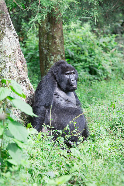 istock Gorilla mountain in africa 499394102