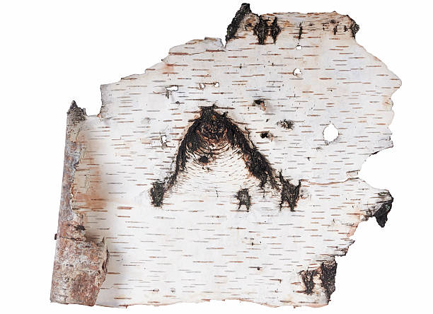 자작나무 껍질 - birch bark 뉴스 사진 이미지