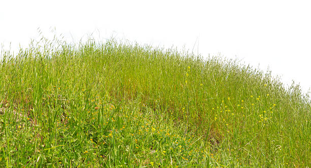 グリーンヒル草夏の自然の白背景 - landscape hill green grass ストックフォトと画像