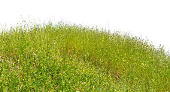 Green hill isolated grass summer natural background