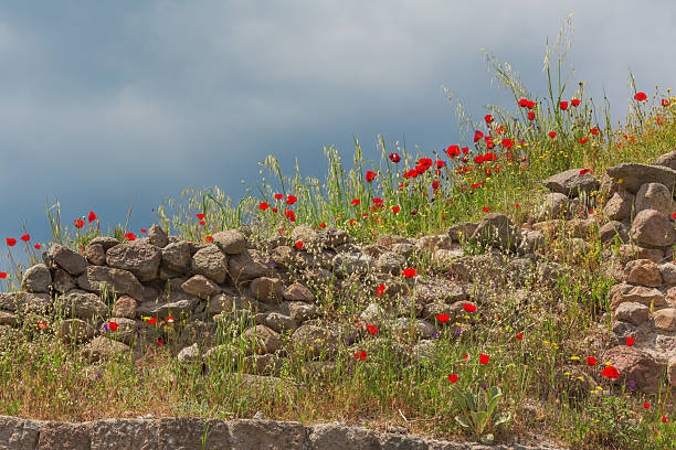 istock Ancient stone wall with blooming red poppies flowers 499395488