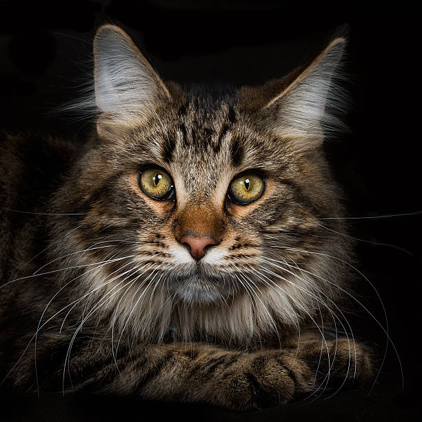 istock Intense Stare Maine Coon Portrait 499398594