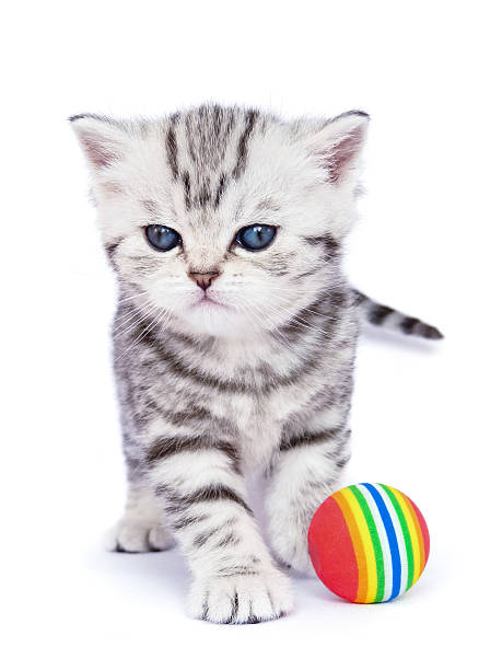 istock Young standing silver tabby cat with colorful ball 499398898