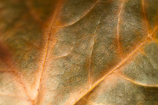 istock Macro view of Autumn leaf. 499399118