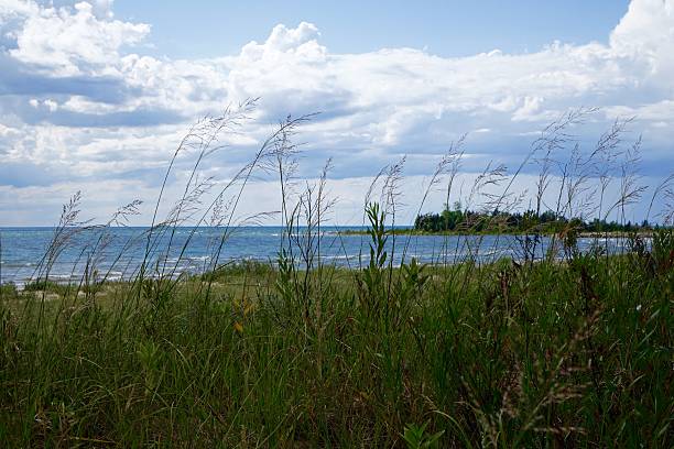 пышные травы на краю озера - waters edge lake beach tree стоковые фото и изображения