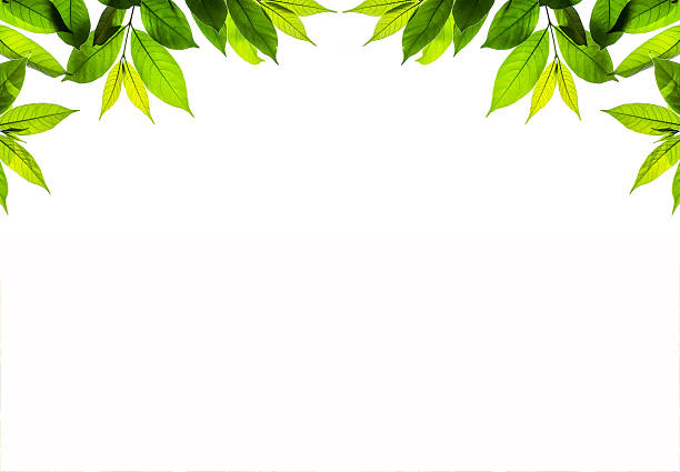 istock frame of isolated branch of young  leave on white background 499400545
