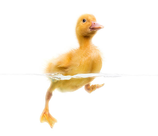 istock Duckling (7 days old) swimming, isolated on white 499400659