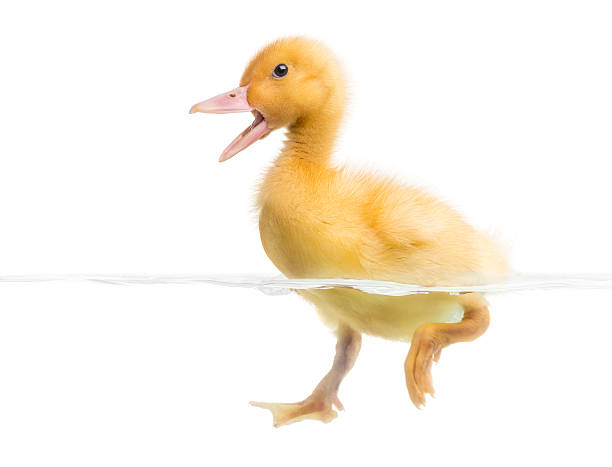 istock Duckling (7 days old) swimming and quacking, isolated on white 499400661