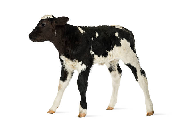 belga in vitello blu isolato su bianco - calf foto e immagini stock