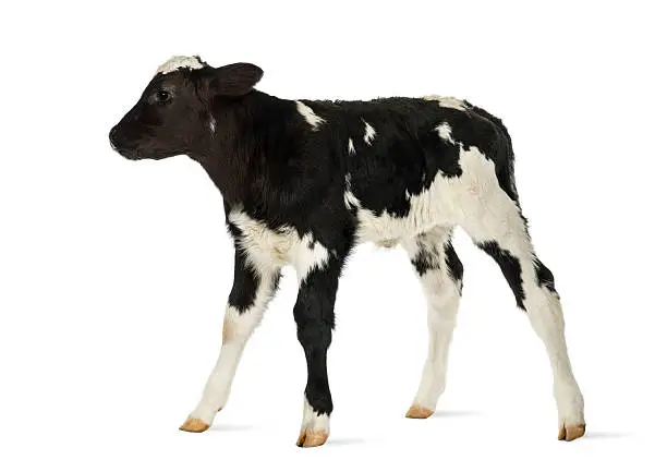 Photo of Belgian blue calf isolated on white