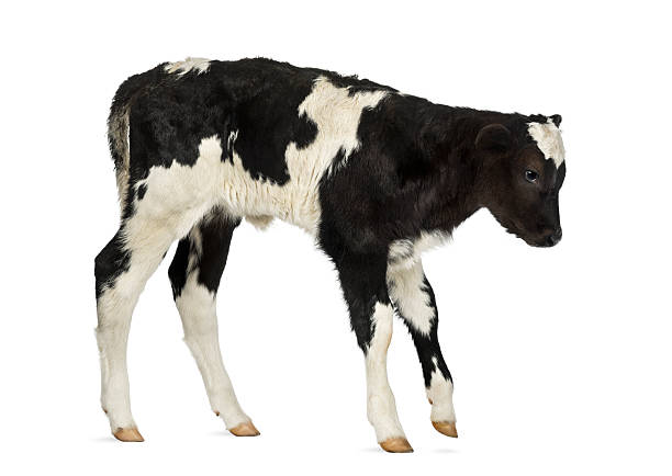 istock Belgian blue calf isolated on white 499400671
