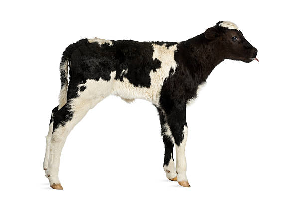 istock Belgian blue calf isolated on white 499400675