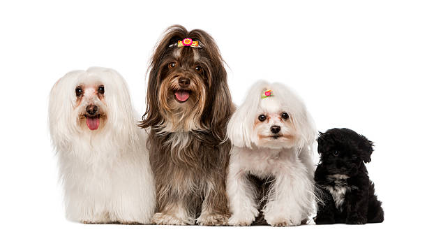 istock group of dog : maltese and Havanese puppy 499400679