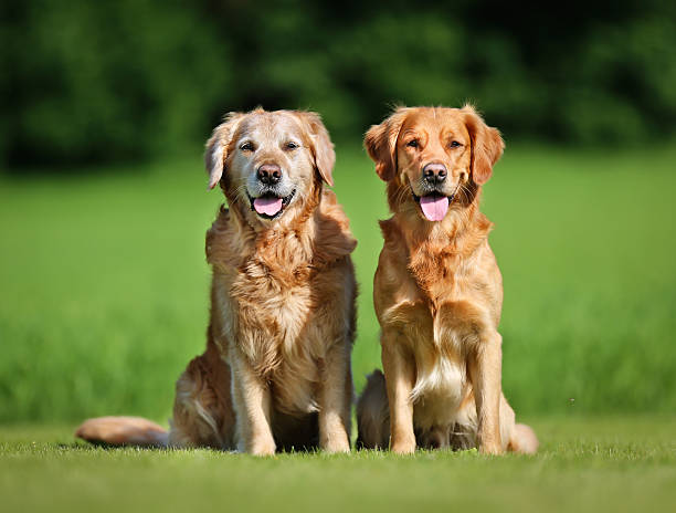 istock Two golden retriever dogs 499400917