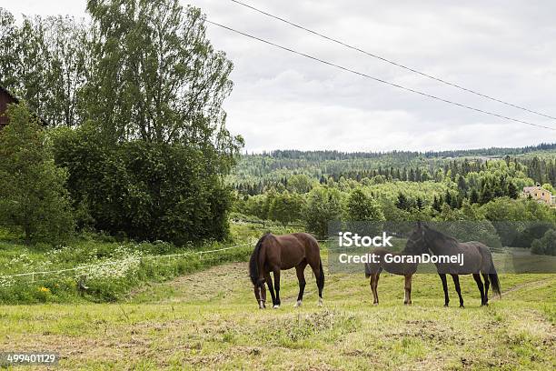 Ruhige Landschaft Mit Pferden Stockfoto und mehr Bilder von Aktivitäten und Sport - Aktivitäten und Sport, Bewegung, Essen - Mund benutzen