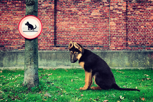 Sad dog disapointed next to no pooping sign