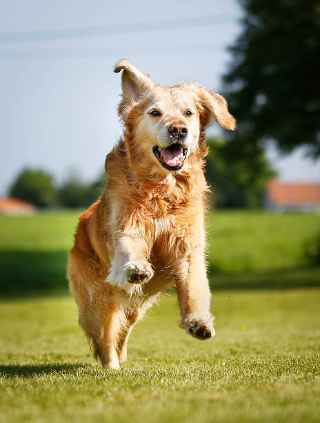 istock Golden retriever dog 499401651