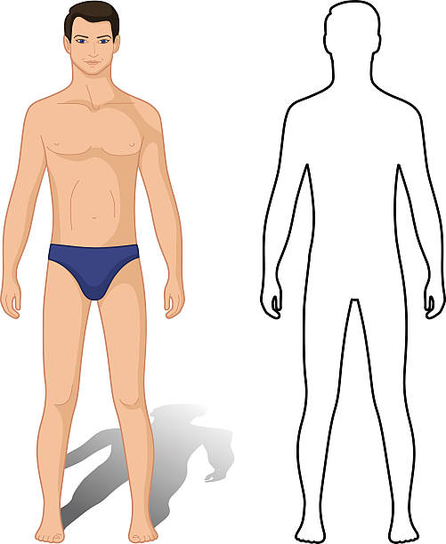 moda mężczyzna & kolorowy przedstawiono wzór, rysunek - men swimwear full length fashion model stock illustrations