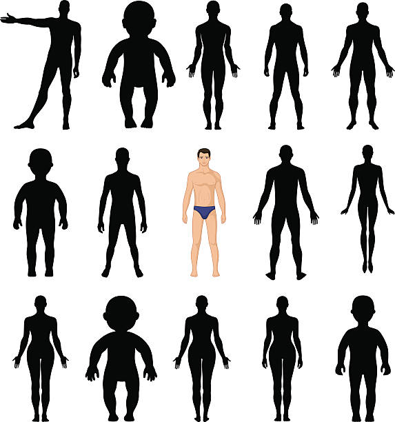 menschliche silhouetten vorlage abbildung - naked women human leg body stock-grafiken, -clipart, -cartoons und -symbole