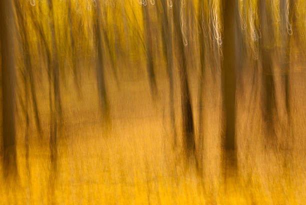 istock Abstract motion blur of trees in a autumn forest 499402763