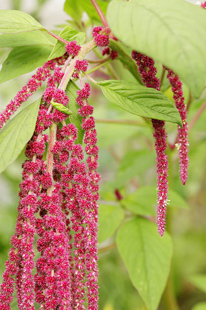 amaranto - amaranthus cruentus - fotografias e filmes do acervo