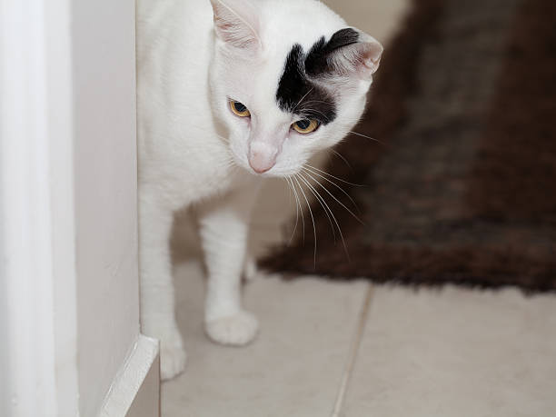 istock White domestic cat indoor 499403182