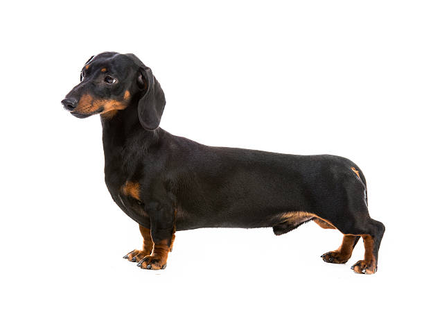 istock dog breed dachshund 499403757