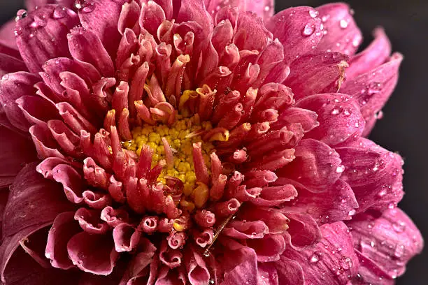 Pink Flower with yellow stamen in studio close up