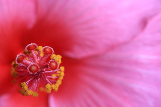 istock hibiscus flower head close-up #2 499404087