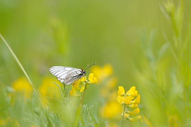 istock Black-veined white butterfly 499404171