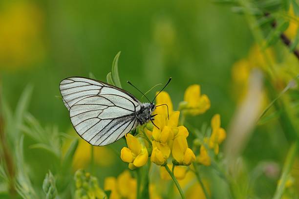 pieride del biancospino - black veined white butterfly foto e immagini stock