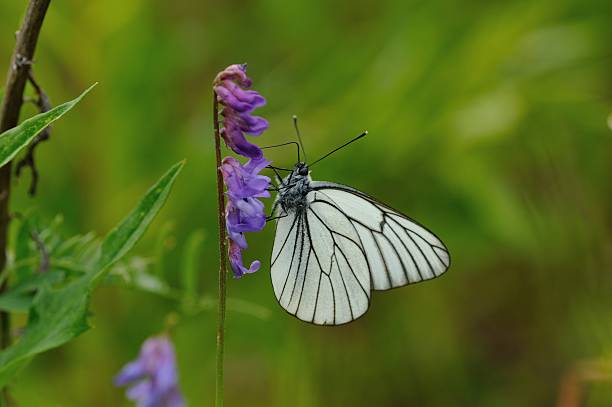 pieride del biancospino - black veined white butterfly foto e immagini stock