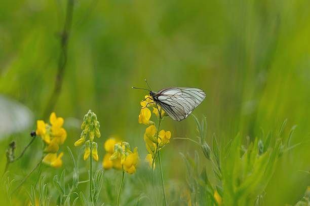 pieride del biancospino - black veined white butterfly foto e immagini stock