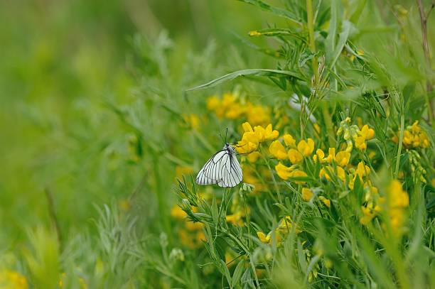 상제나비 - black veined white butterfly 뉴스 사진 이미지