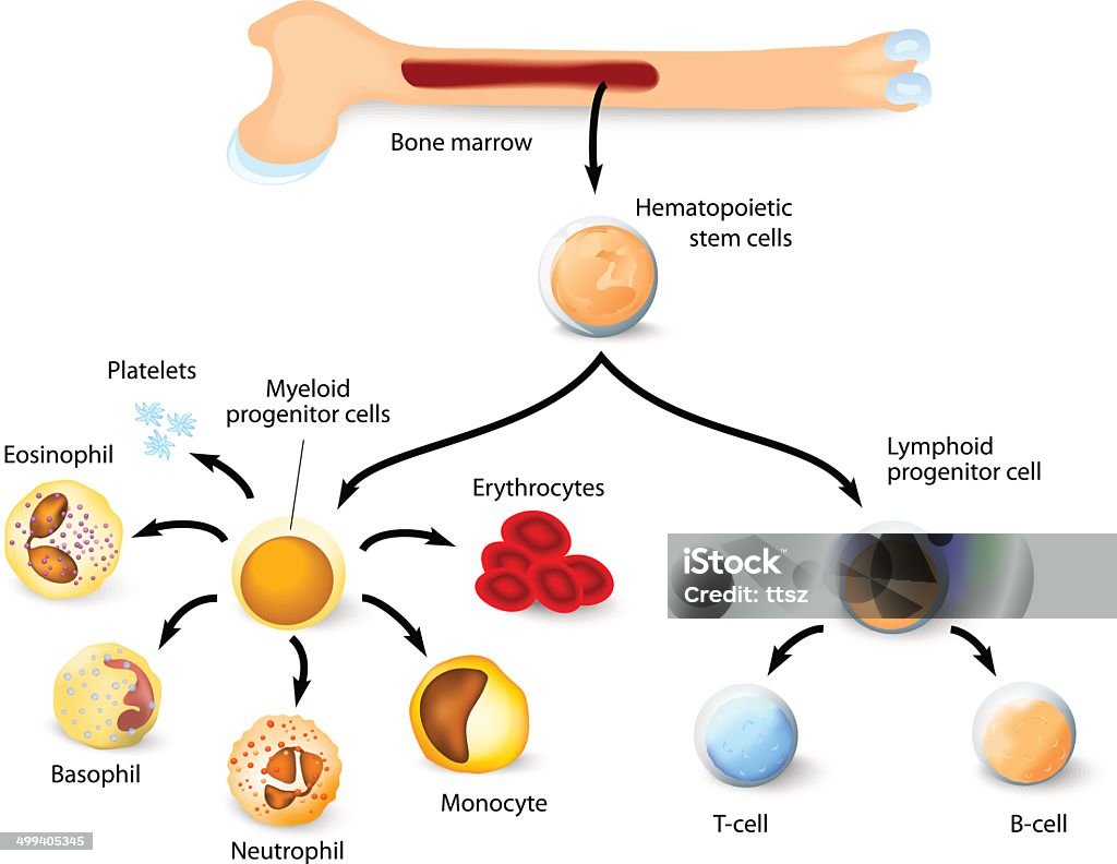 Hematopoietic stem cell Blood cell formation from differentiation of hematopoietic stem cells in red bone marrow. Bone Marrow Tissue stock vector