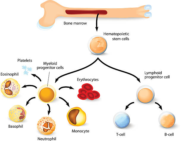 Hematopoietic stem cell Blood cell formation from differentiation of hematopoietic stem cells in red bone marrow. stem cell stock illustrations