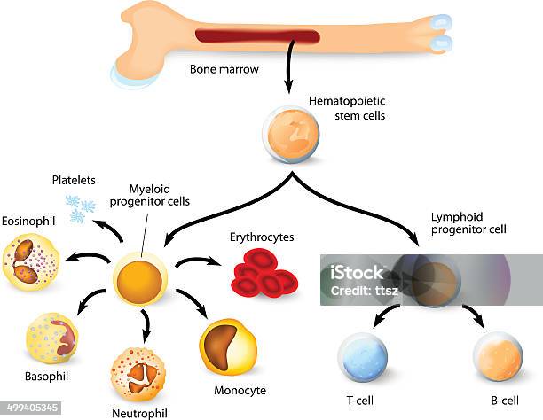 Hematopoietic Stem Cell Stock Illustration - Download Image Now - Bone Marrow Tissue, Bone Marrow, Stem Cell