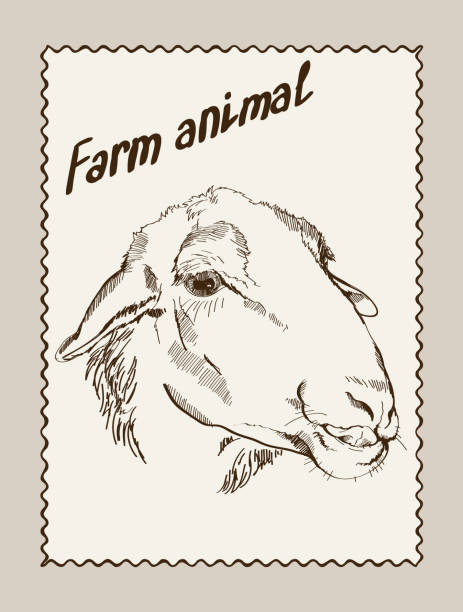 ilustrações, clipart, desenhos animados e ícones de a criação de ovinos - sheep lamb wool animal head