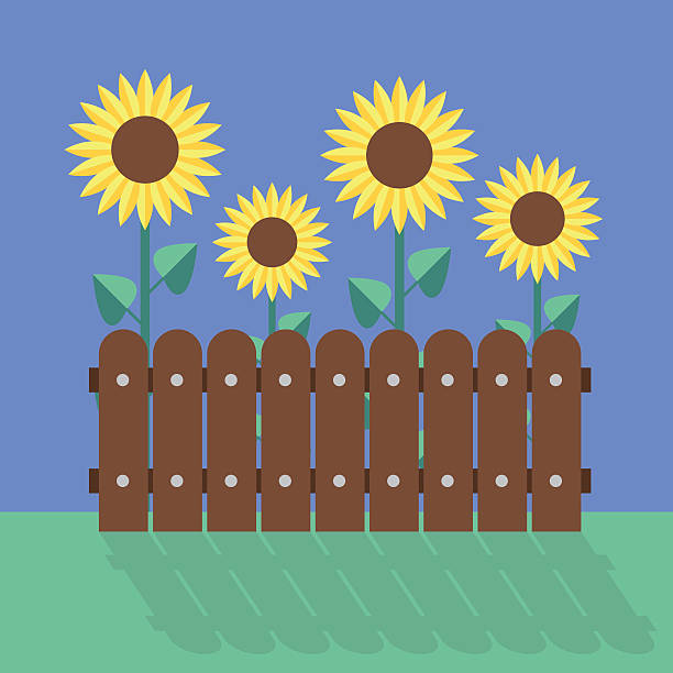 ilustraciones, imágenes clip art, dibujos animados e iconos de stock de sunflowers diseño plano - sunflower tall single flower flower